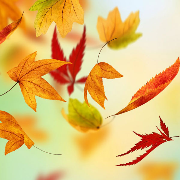 Fall Leaves Storytime at Milne Library